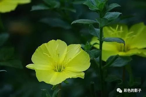 属马卯时出生的人命运_67年农历7月15日卯时出生命运_卯时女孩出生的命运