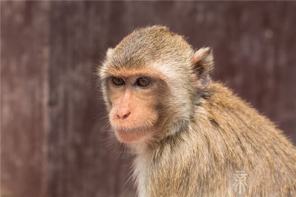 辰时出生的人命运_辰时出生的男孩好不好_猪年二月出生男孩叫什么小名好