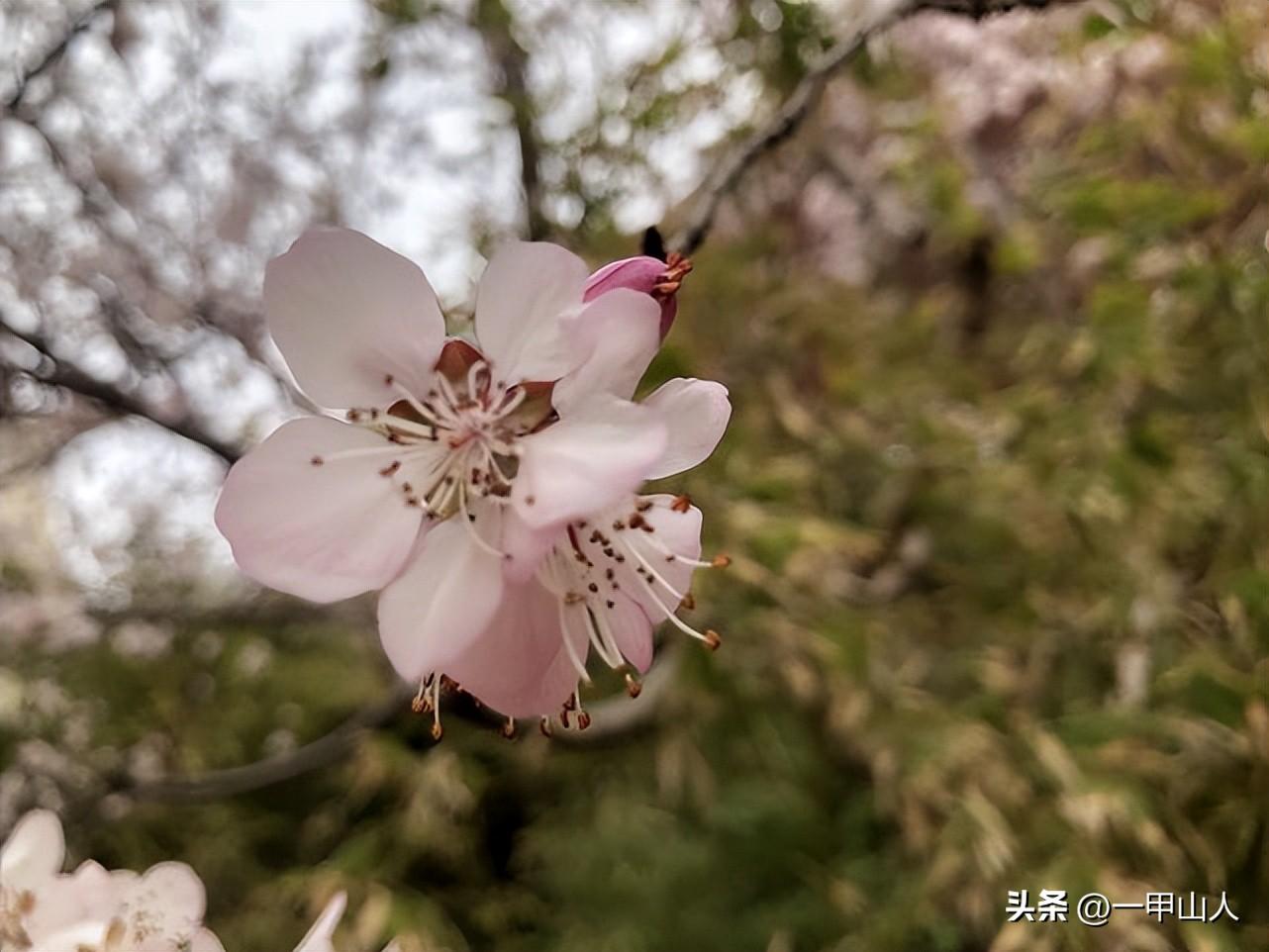 坐酉向卯风水好吗_坐卯向酉阳宅风水如何_日坐酉金