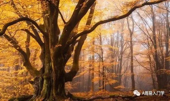 十天干配对之戊土_十天干戊己土最特别_十天干戊土详解