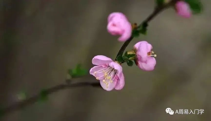 十天干戊己土最特别_十天干戊土详解_十天干配对之戊土