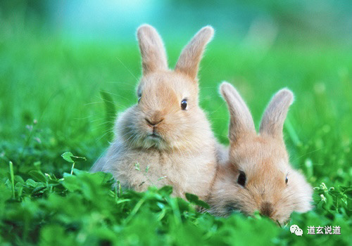 卯兔是几年_卯兔年份_己卯兔年是哪一年