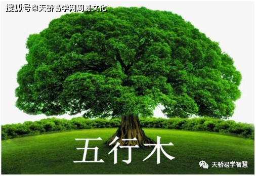 桑柘木命五行缺木怎么补_桑柘木命缺什么_桑拓木命缺木怎么办