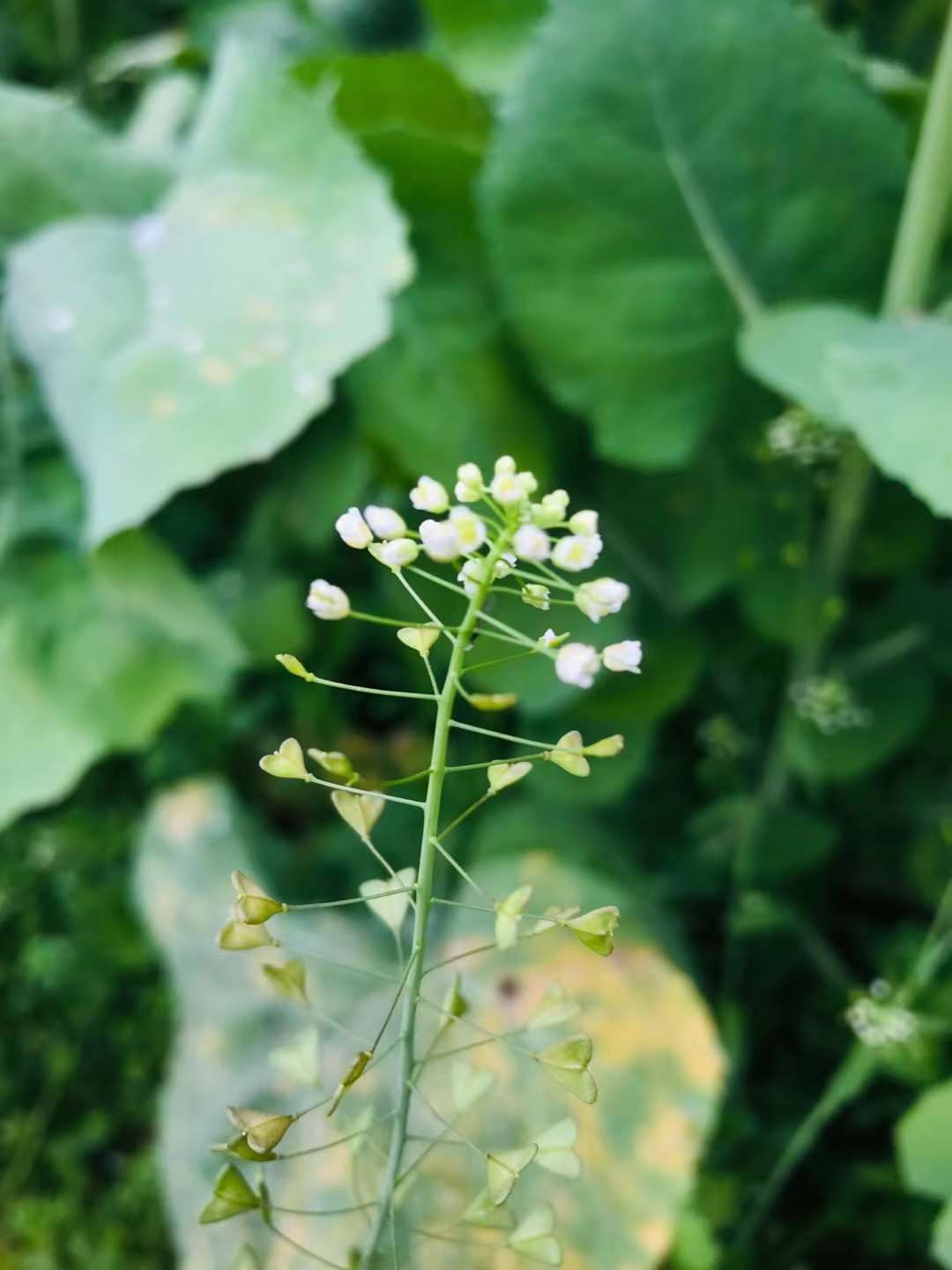 丁火癸卯年_丁火癸卯年运势_丁火癸卯年癸亥月运势